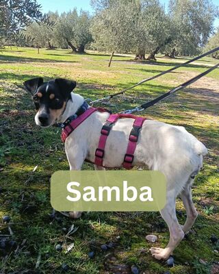 Samba