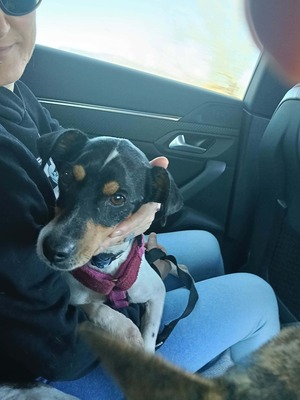 Samba, Mischling - Hündin