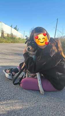 Samba, Mischling - Hündin