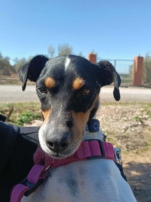 Samba, Mischling - Hündin