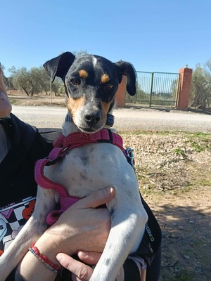 Samba, Mischling - Hündin