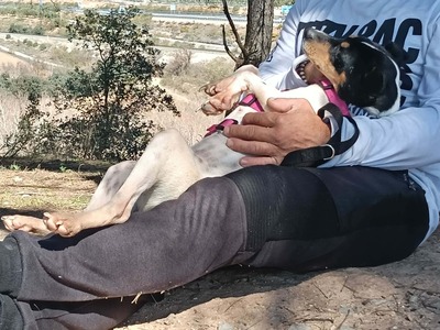 Samba, Mischling - Hündin