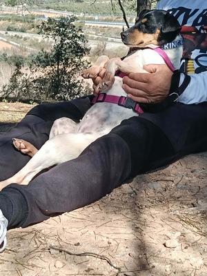 Samba, Mischling - Hündin