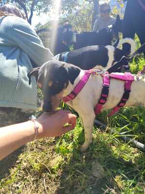 Samba, Mischling - Hündin