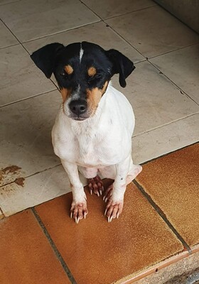 Samba, Mischling - Hündin