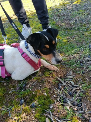 Samba, Mischling - Hündin