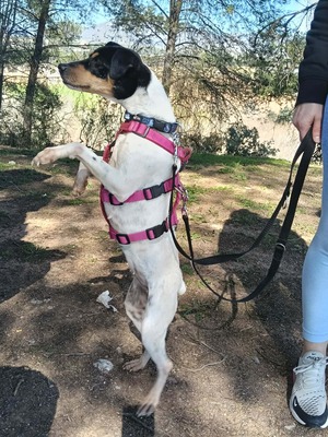 Samba, Mischling - Hündin