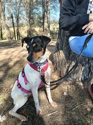 Samba, Mischling - Hündin