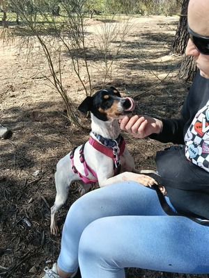 Samba, Mischling - Hündin