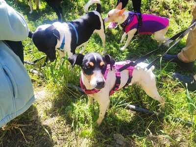 Samba, Mischling - Hündin