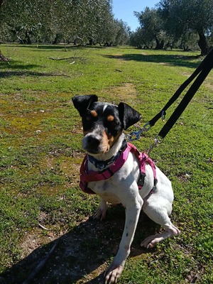 Samba, Mischling - Hündin