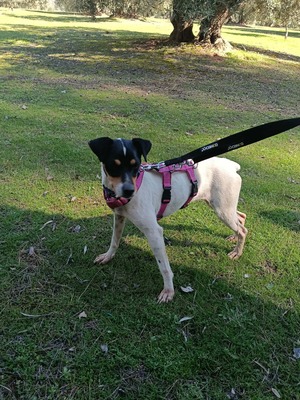 Samba, Mischling - Hündin