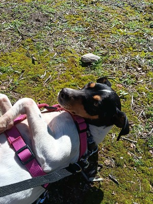 Samba, Mischling - Hündin