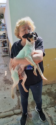 Samba, Mischling - Hündin