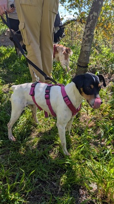 Samba, Mischling - Hündin