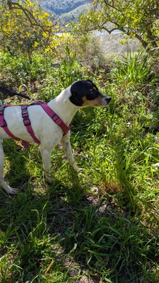 Samba, Mischling - Hündin