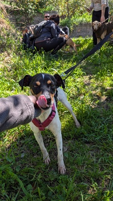 Samba, Mischling - Hündin