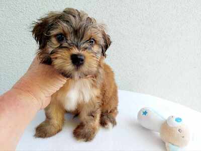 Sami, Bichon Havanese Welpen - Rüde