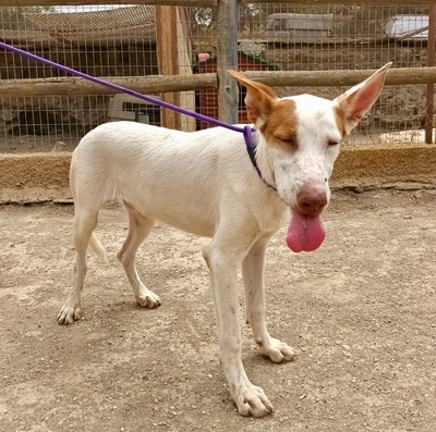 Sami, Podenco Andaluz - Mix - Hündin
