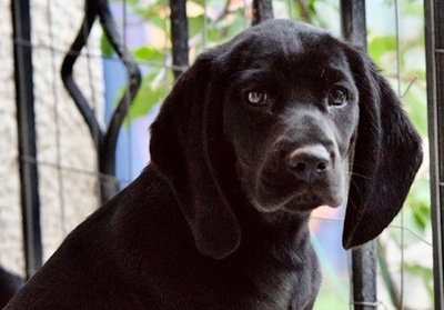 Sammie - Anhängliches Hundemädchen, ca. 3 Monate, Mischling Welpen - Hündin