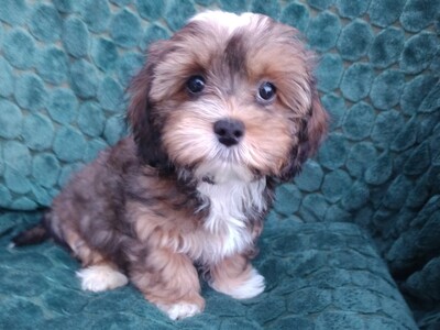 Sammy, Havaneser Welpen - Rüde