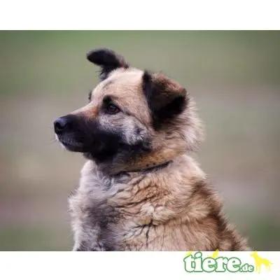 Sammy, Mischling - Rüde