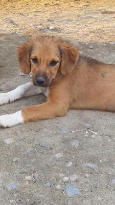 Sammy, Mischling - Rüde