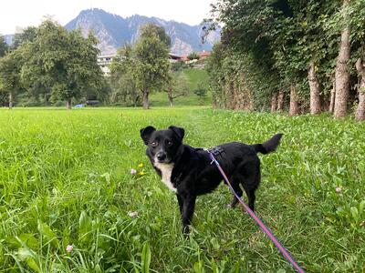 Sammy, Mischling - Rüde