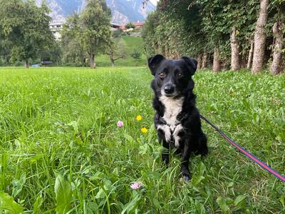 Sammy, Mischling - Rüde