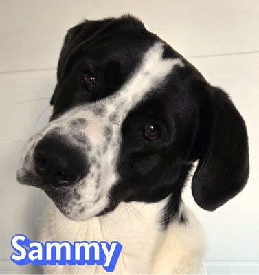 Sammy