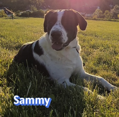 Sammy, Mischling - Rüde