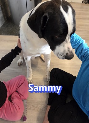 Sammy, Mischling - Rüde
