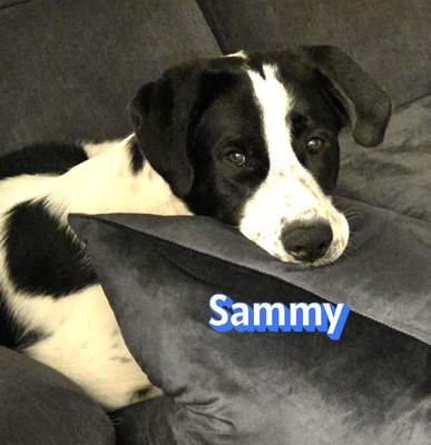 Sammy, Mischling - Rüde
