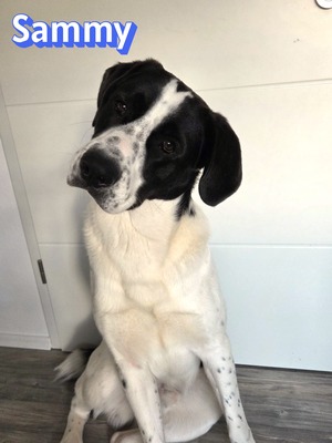Sammy, Mischling - Rüde