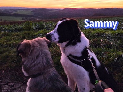 Sammy, Mischling - Rüde