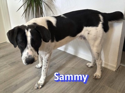 Sammy, Mischling - Rüde