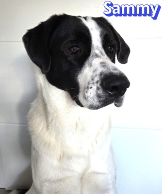 Sammy, Mischling - Rüde