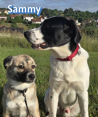 Sammy, Mischling - Rüde