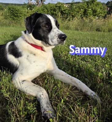 Sammy, Mischling - Rüde