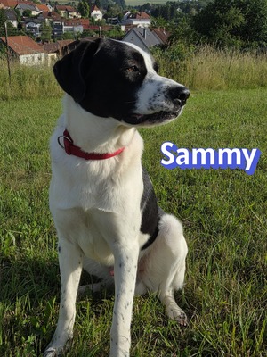 Sammy, Mischling - Rüde