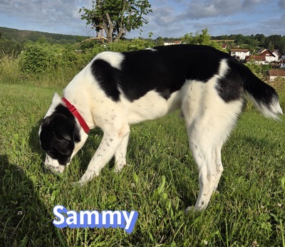 Sammy, Mischling - Rüde
