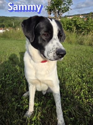 Sammy, Mischling - Rüde