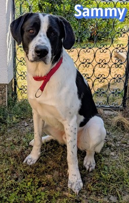 Sammy, Mischling - Rüde