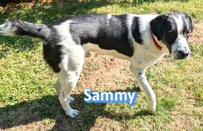 Sammy, Mischling - Rüde
