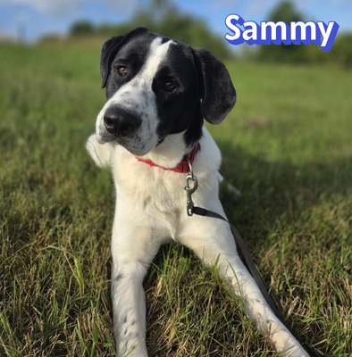 Sammy, Mischling - Rüde