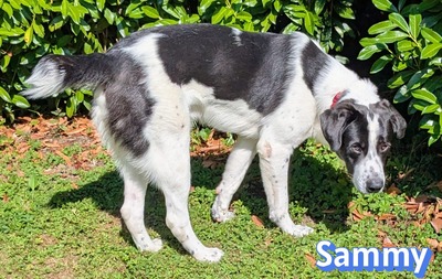 Sammy, Mischling - Rüde