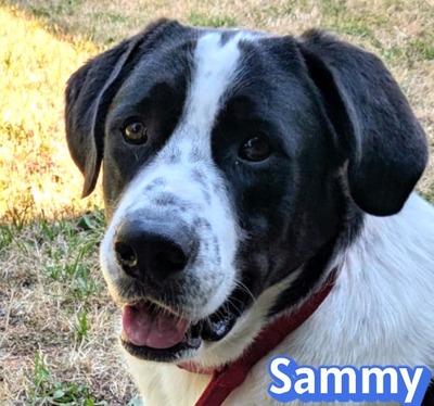 Sammy, Mischling - Rüde