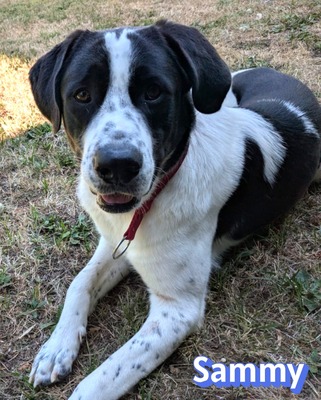 Sammy, Mischling - Rüde