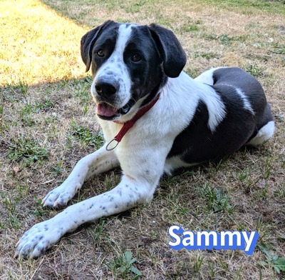 Sammy, Mischling - Rüde