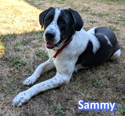 Sammy, Mischling - Rüde